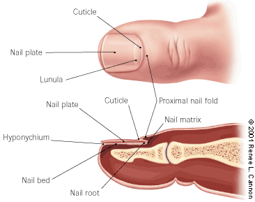Toenail Diagram. The nail's matrix is the tissue under the nail that it