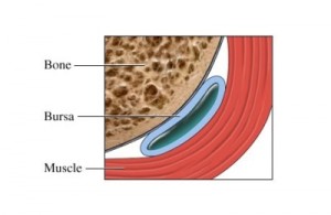 Bursa Sac between bone and muscle